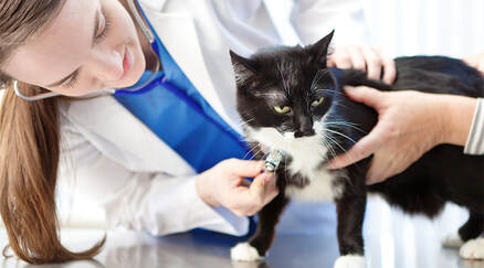 Woman using a stethoscope on a cat